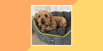 best dog beds