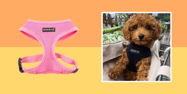 best dog harnesses