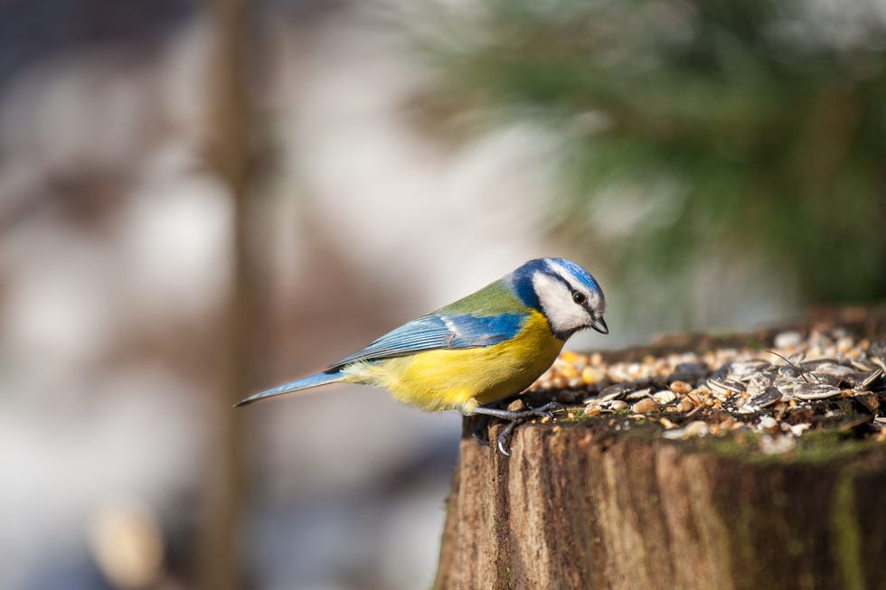 blue tit eating bird food in a garden