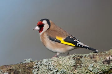 goldfinch carduelis carduelis on branch, norfolk, england, ukgoldfinch carduelis carduelis on branch, norfolk, england, uk