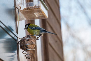 great tit on a feeder eating in soft sunlight in springtime