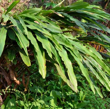 black cardamom is red stemmed, tall, clustering plant