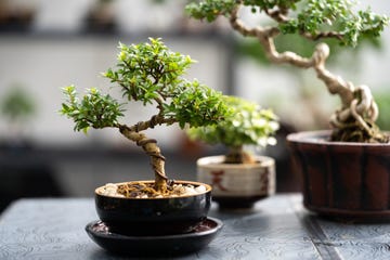 bonsai,bonsai premna