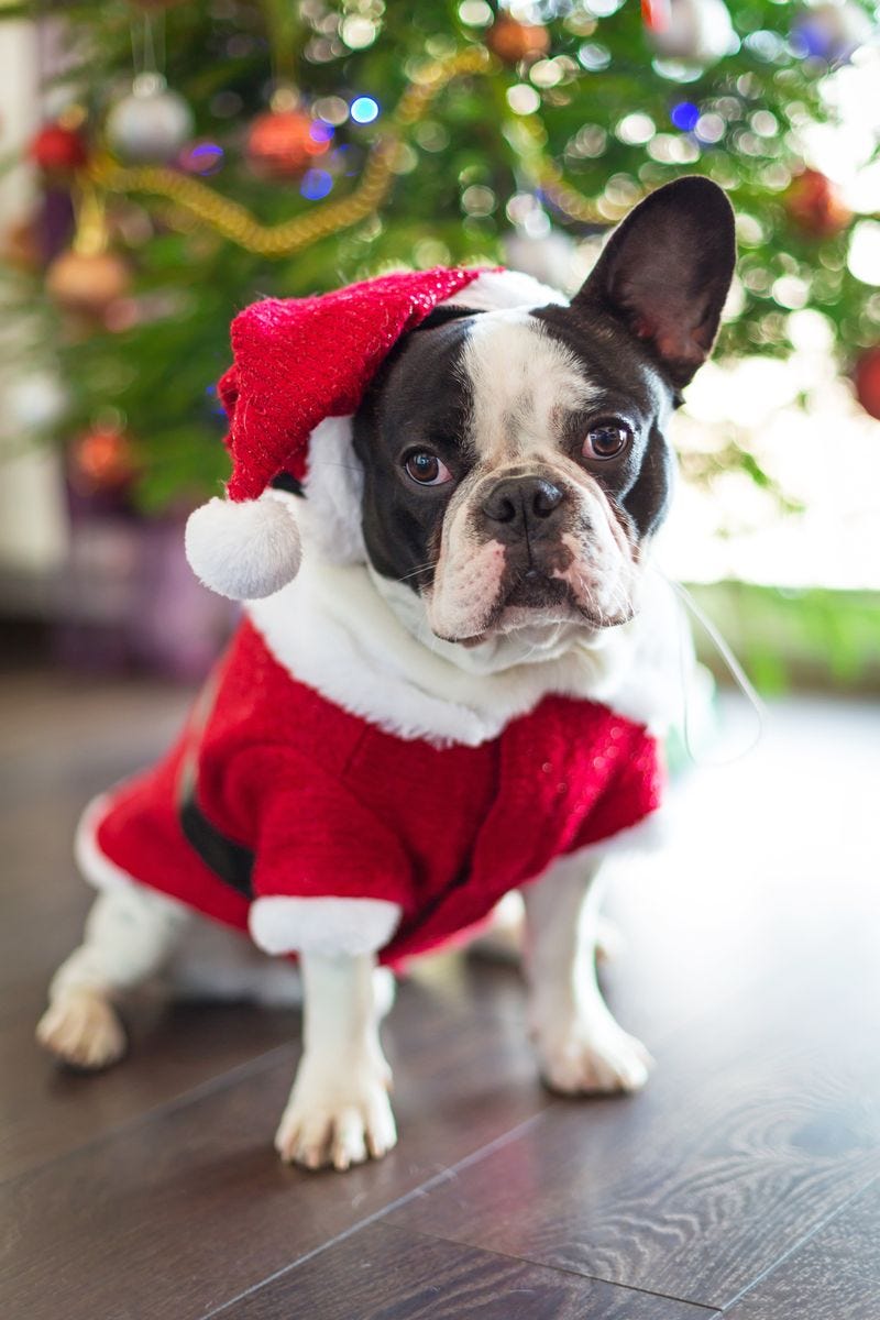 dog dressed in santa costume