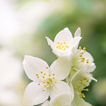 close up image of a mock orange shrub, white summer flower also known as philadelphus, image taken against a soft background