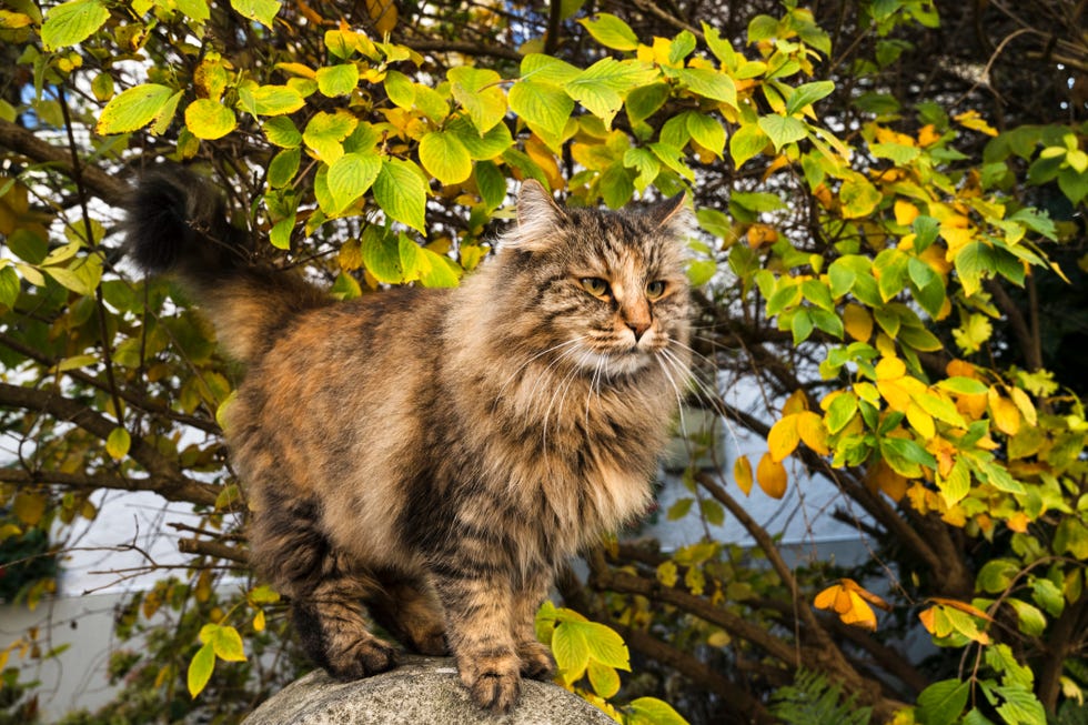 norwegian forest cat