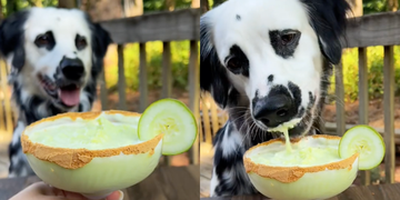 margarita for dogs