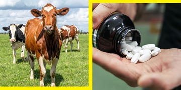 cows in a grassy field alongside a hand holding white pills from a bottle