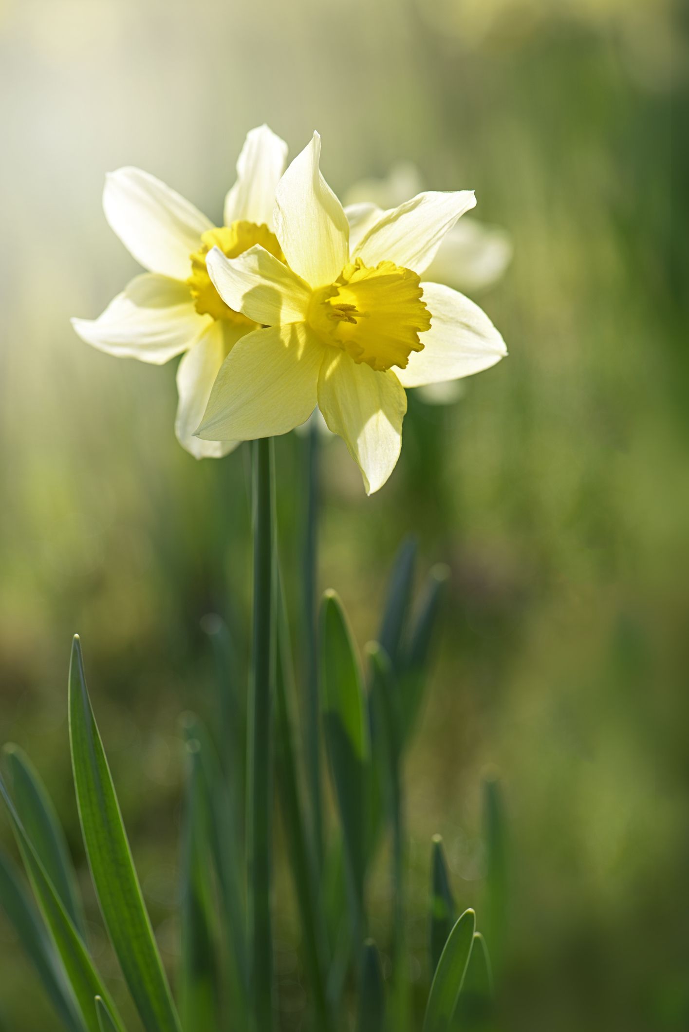 30 Best Spring Flowers - Popular Flowers to Plant in Spring