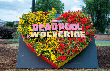 a red and yellow flower installation on holt road roundabout on wrexham to promote the release of the new deadpool and wolverine movie