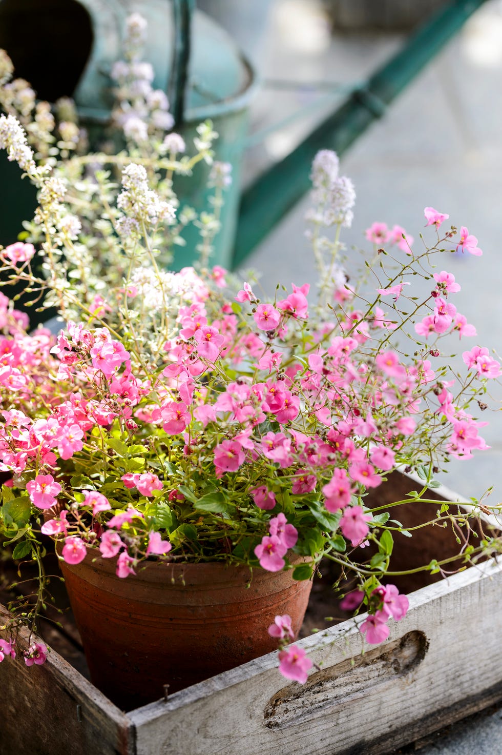 flowers in pots