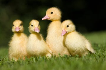 cute duck breeds