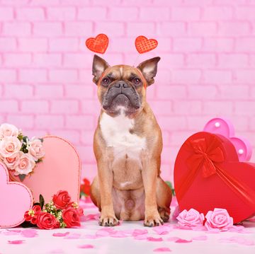 french bulldog dog with valentine's day heart headbands