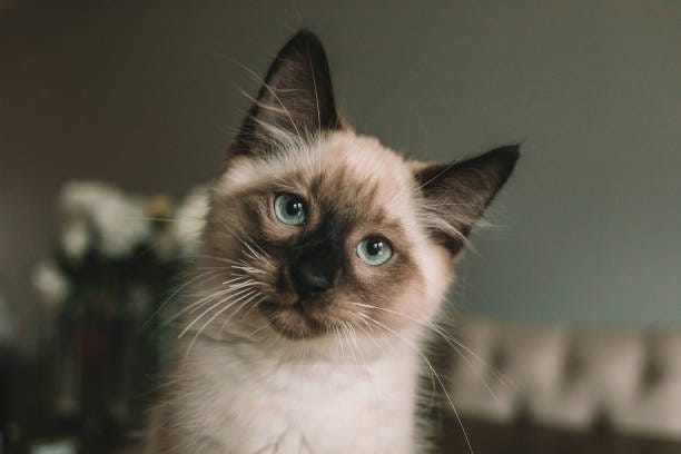 balinese cat