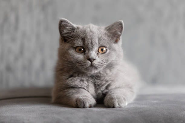 british shorthair