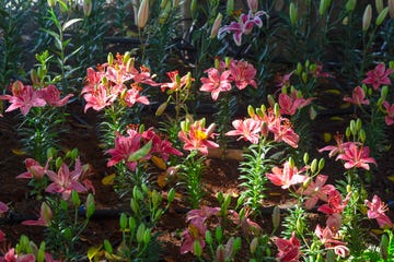 beautiful spring multicolored lily flowers in the garden under big trees