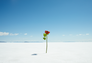 flower in bare landscape