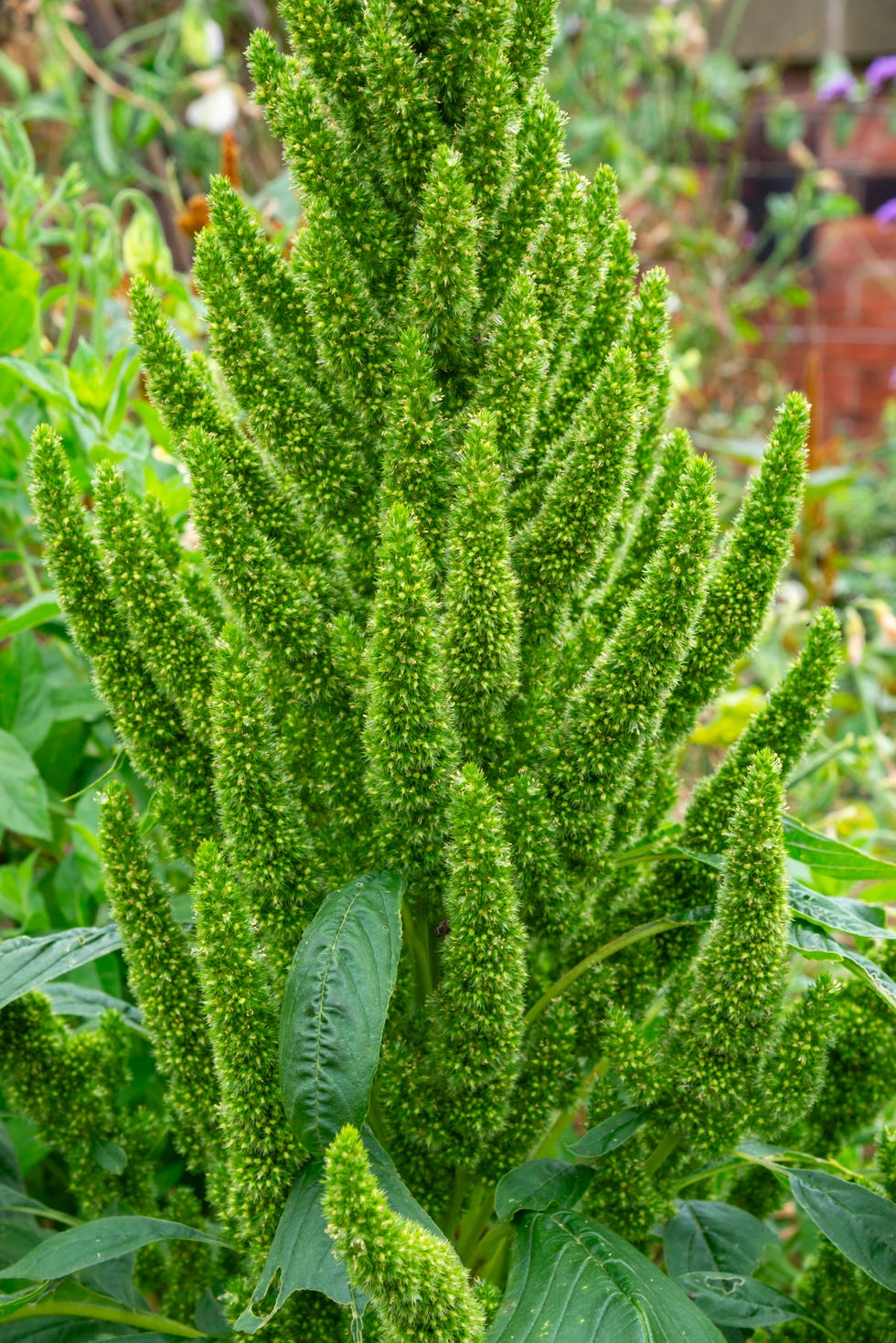 green flowers amaranthus