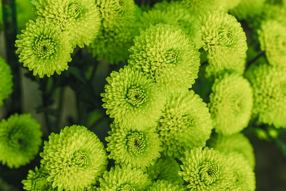 green flowers chyrsanthemum