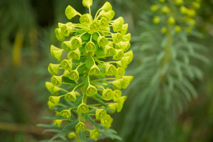 green flowers chartreuse mediterannean spurge