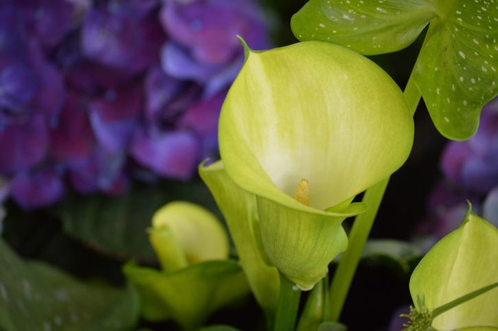 closeup of a light green calla lily