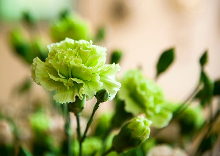 green flowers carnation