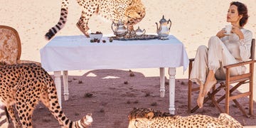 Terrestrial animal, Furniture, Table, Wildlife, Room, Felidae, Cheetah, Interior design, Fawn, Tablecloth, 