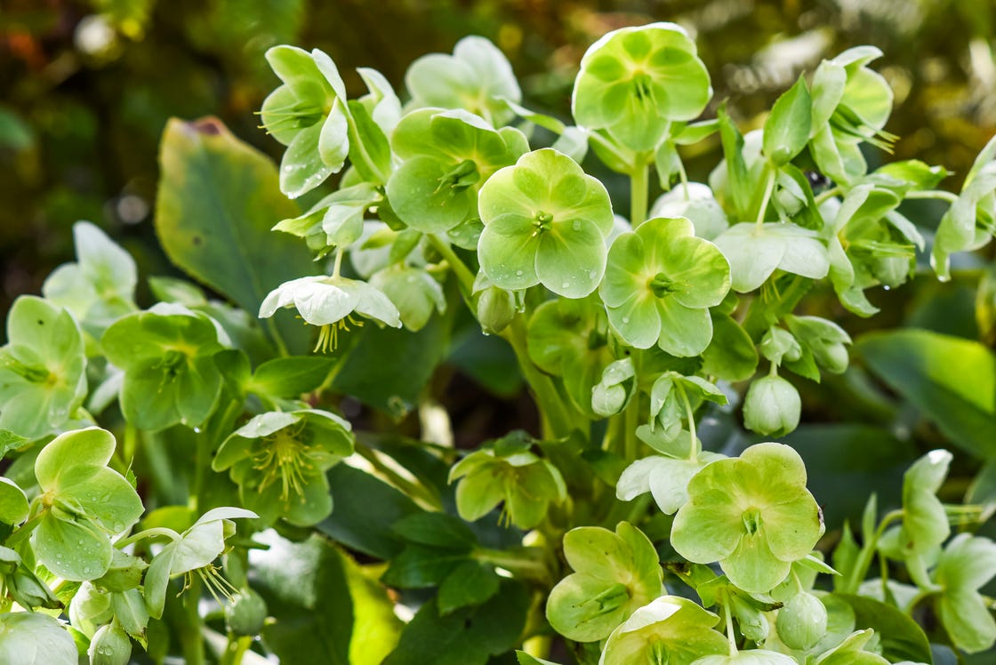 green flowers hellebore