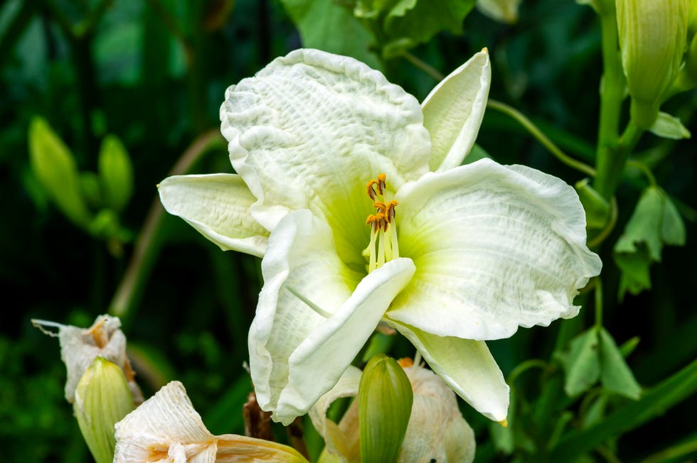 green flowers day lily