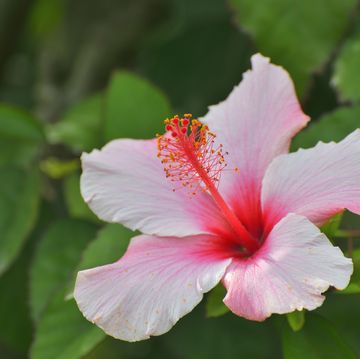 hibiscus flower