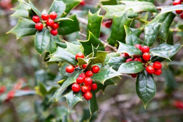 ilex aquifolia, nterior decoration for christmas green bush with, red berries