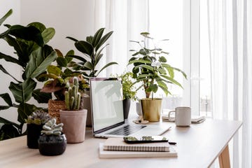 laptop on wooden table in home interior with many different houseplants