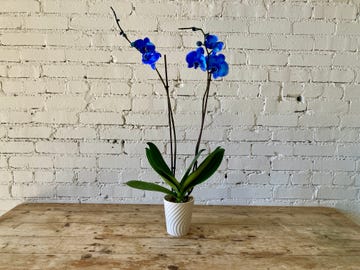 a potted blue orchid on a wood table in front of a white painted brick wall