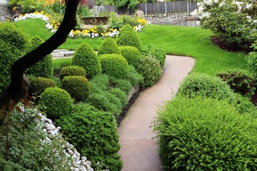 evergreen ornamental garden