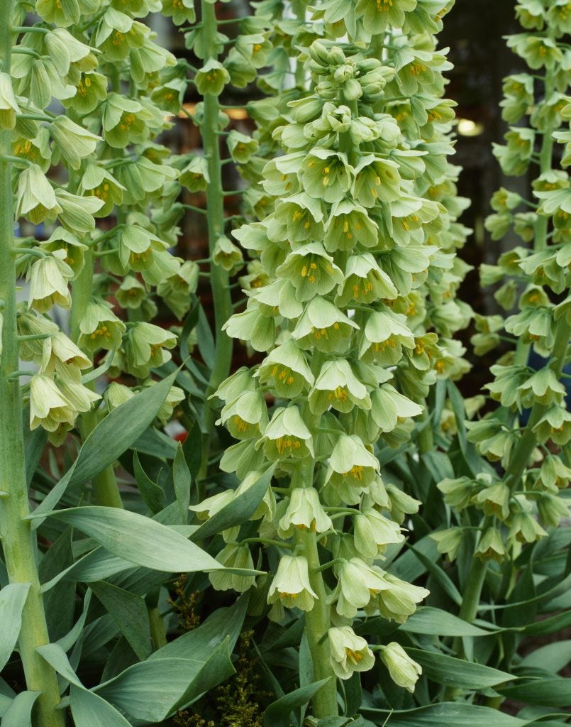 green flowers fritillaria