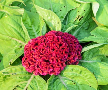 red cockscomb or celosia cristata flower