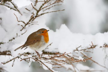 robin shivering in the snow, perched on a small branch