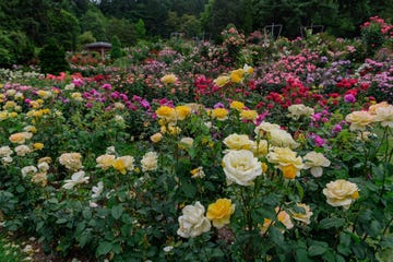 rose garden