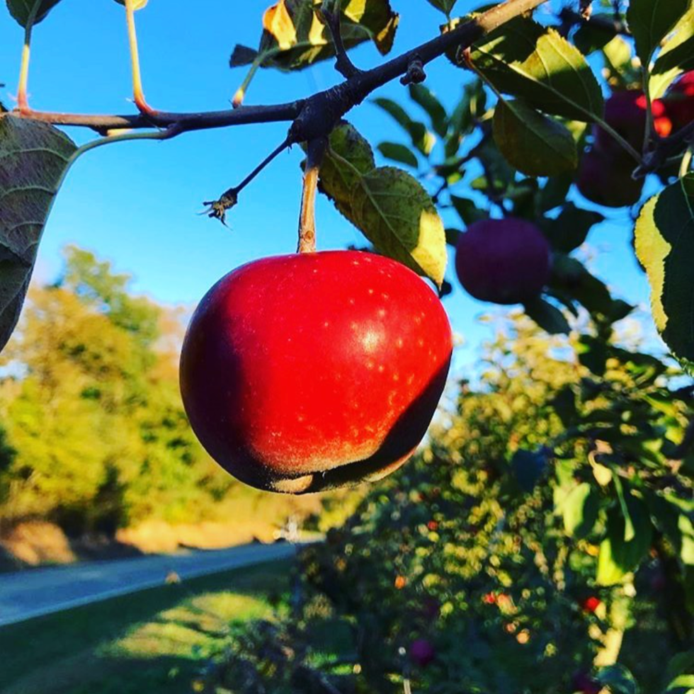 best apple farms