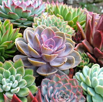 sempervivum succulents, also known as houseleeks