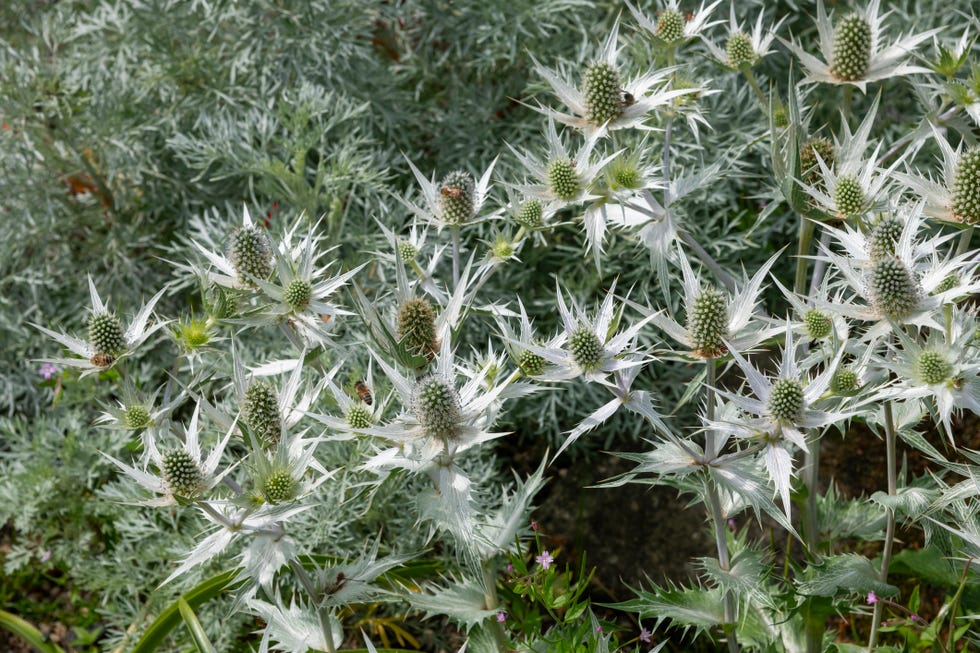 green flowers sea holly