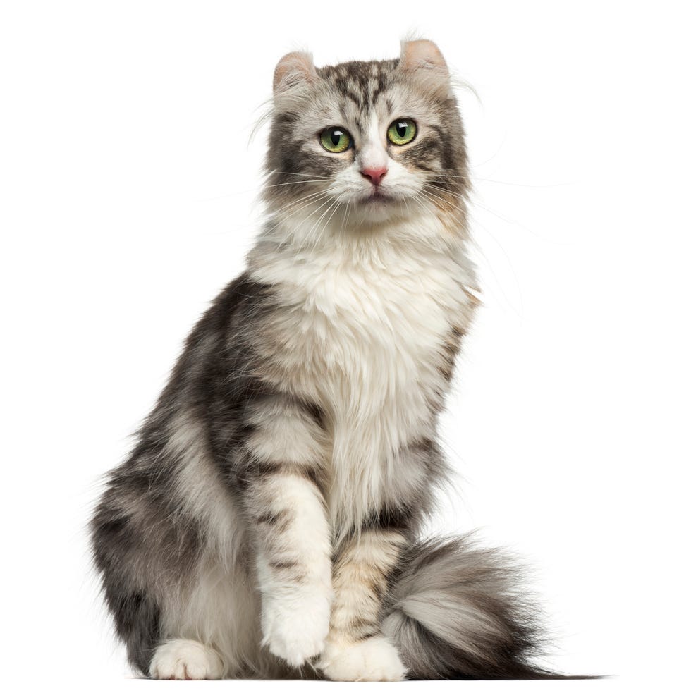 small cat breeds - american curl