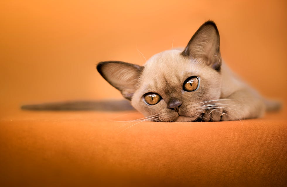 small cat breeds - burmese