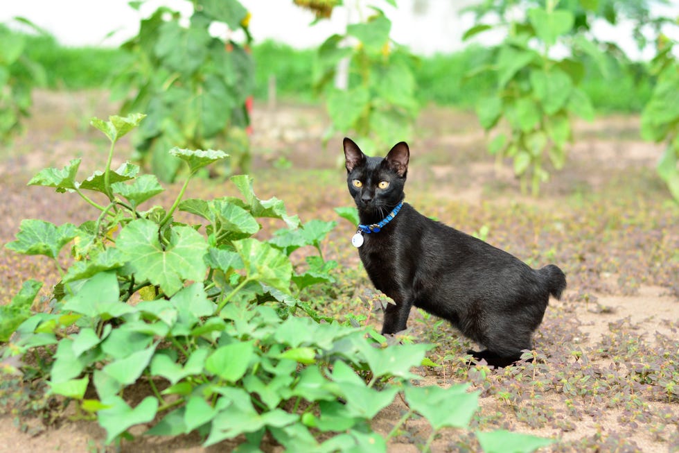 small cat breeds - japanese bobtail