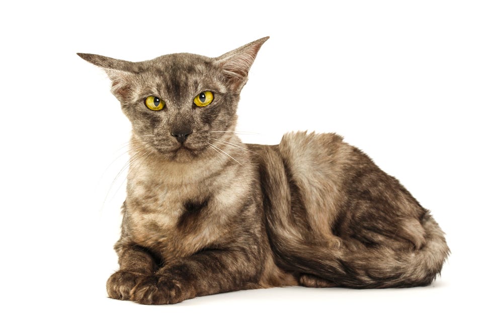 small cat breeds - javanese