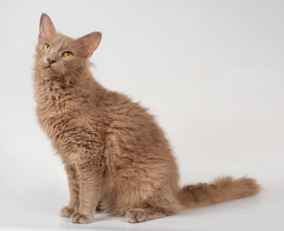 small cat breeds - laperm