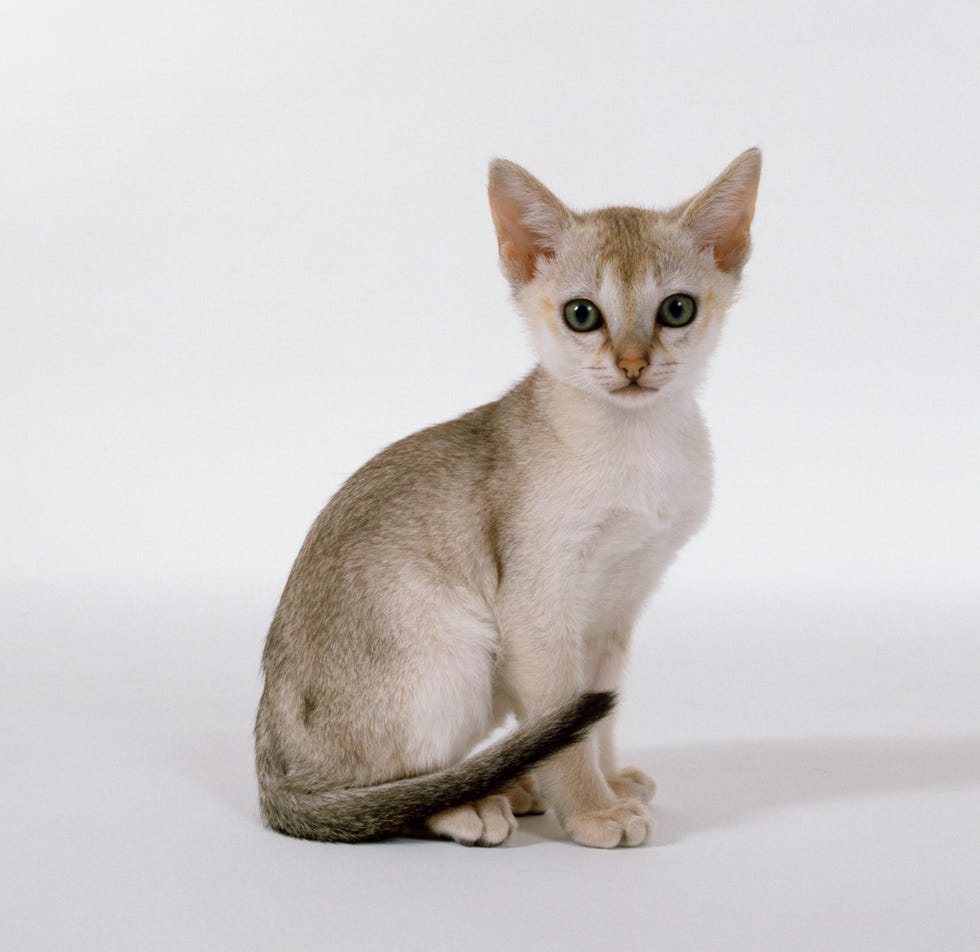 small cat breeds - singapura