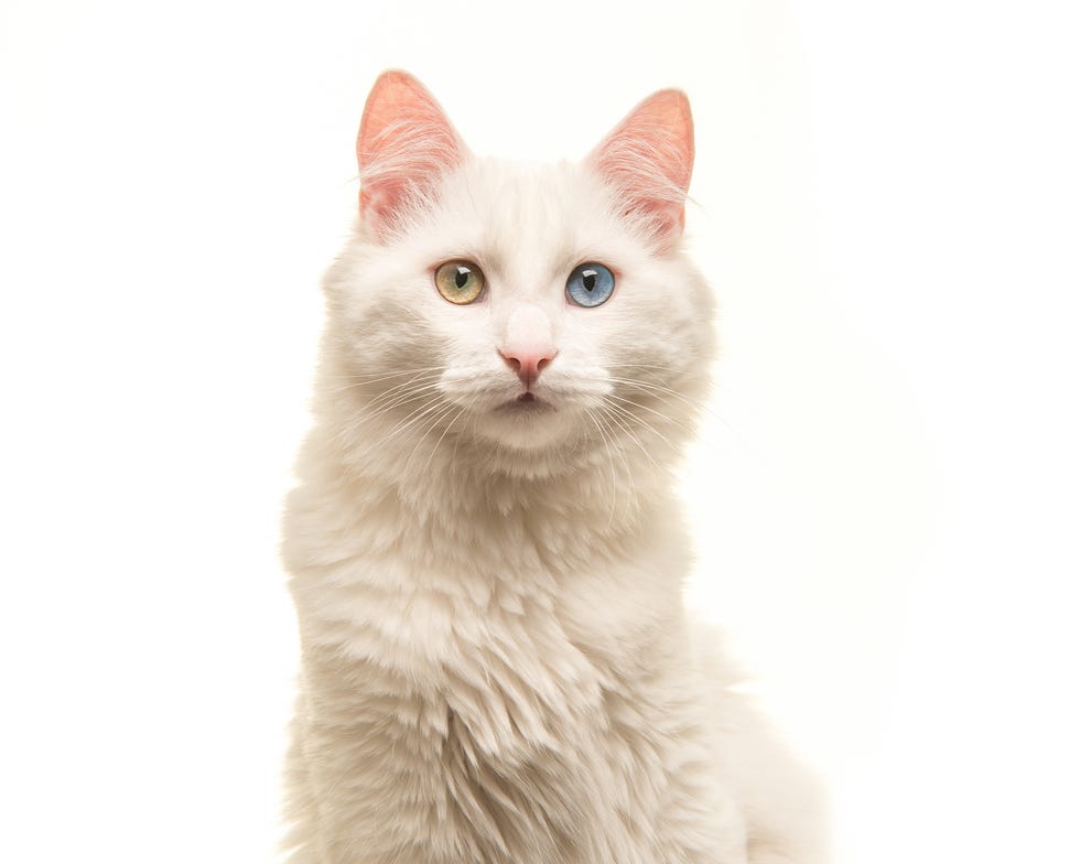 small cat breeds - turkish angora