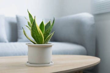 snake plant