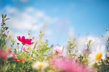 Spring Meadow